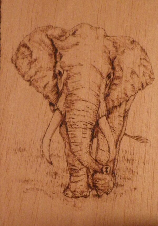 Elefante pirograbado